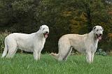 IRISH WOLFHOUND 042